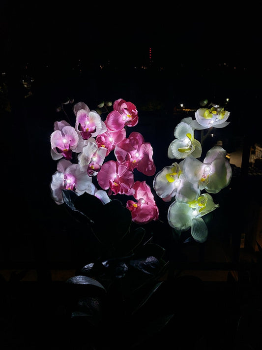Phalaenopsis Orchidėjos Saulės Šviestuvas - Egzotiški Gėlių LED (2 vnt.)